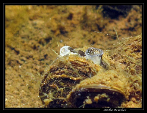 Petite moule de nos lacs by André Bruchez 